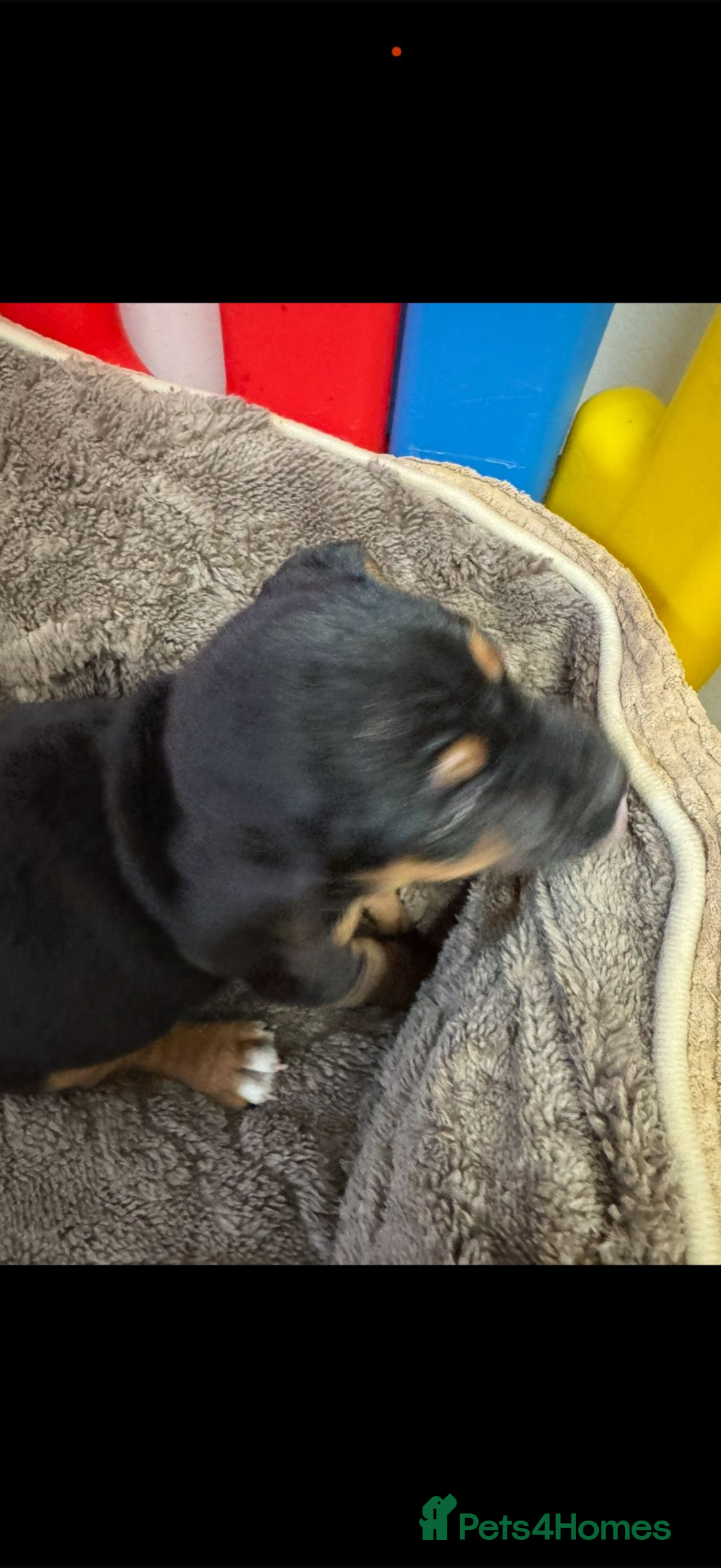 Jack Russell dogs for sale: Jack russsell  - Advert 5