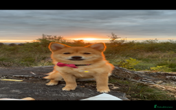 Mixed Breed dogs for sale: Beautiful 7 month old Pomshi hybrid  - Image 4