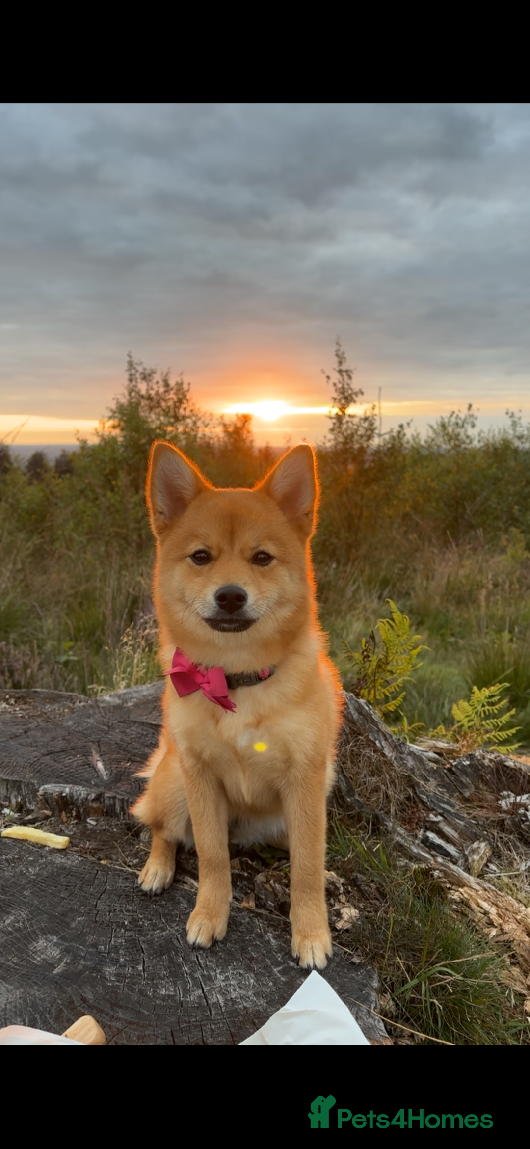 Mixed Breed dogs for sale: Beautiful 7 month old Pomshi hybrid  - Image 4