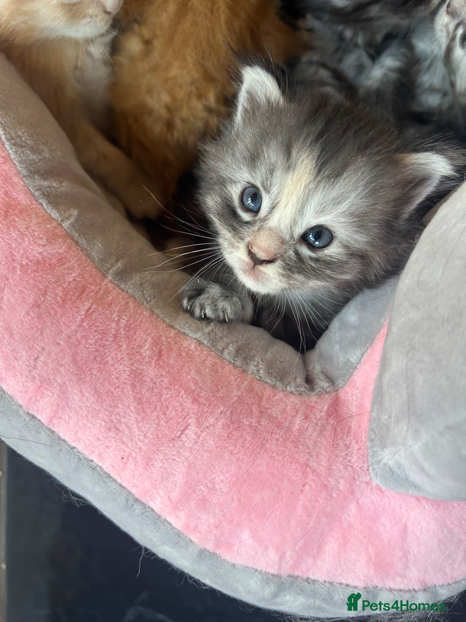 Maine Coon cats for sale: 6 Maine coon kittens for sale  in Brechin - Advert 3