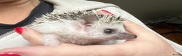 Pygmy Hedgehog rodents for sale: African Pygmy hedgehogs hoglets  - Advert 6