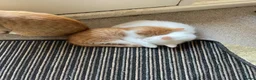 Mixed Breed cats for sale: 3 Adorable Half Persian Kittens for sale - Advert 13