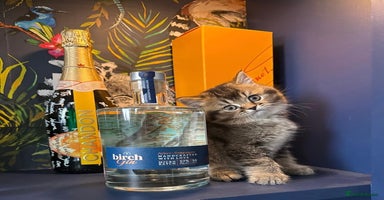 British Shorthair cats - Advert 8