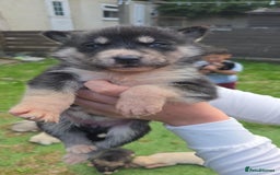 Siberian Husky dogs for sale: sibirian husky - Image 1