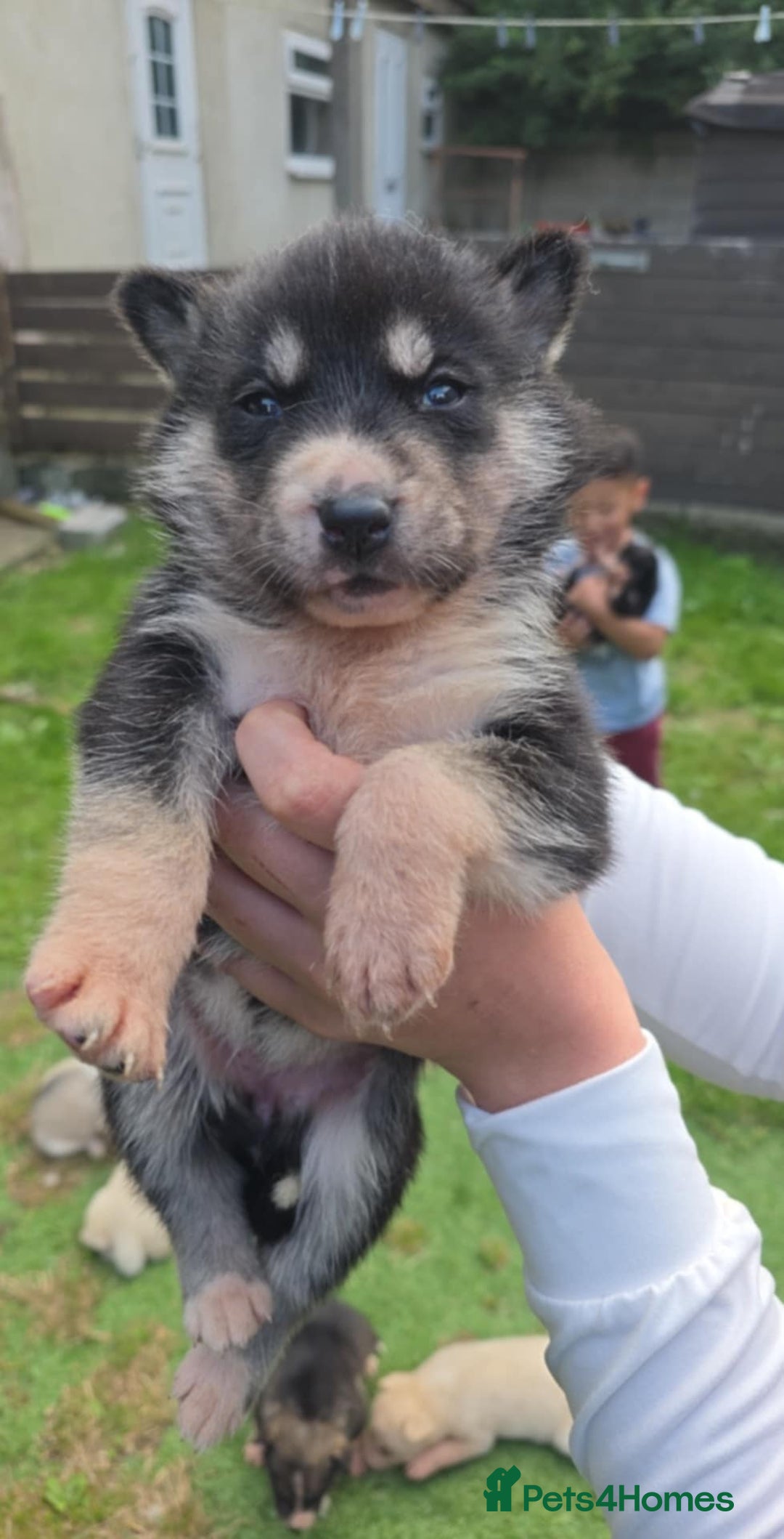 Siberian Husky dogs for sale: sibirian husky - Image 1