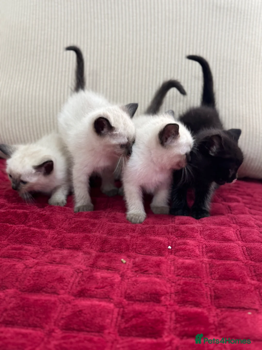 Mixed Breed cats for sale: sweet kittens half ragdoll half british short hair - Advert 8