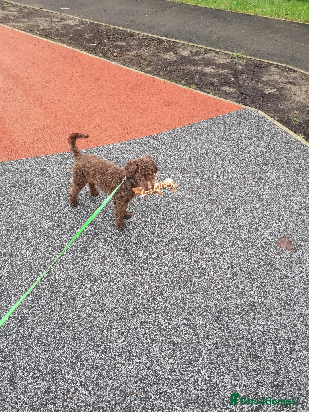 Poodle dogs for sale: Toy Poodle  - Advert 2