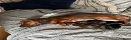 Dachshund dogs for sale: Beautiful miniature dachshund puppies - Advert 7