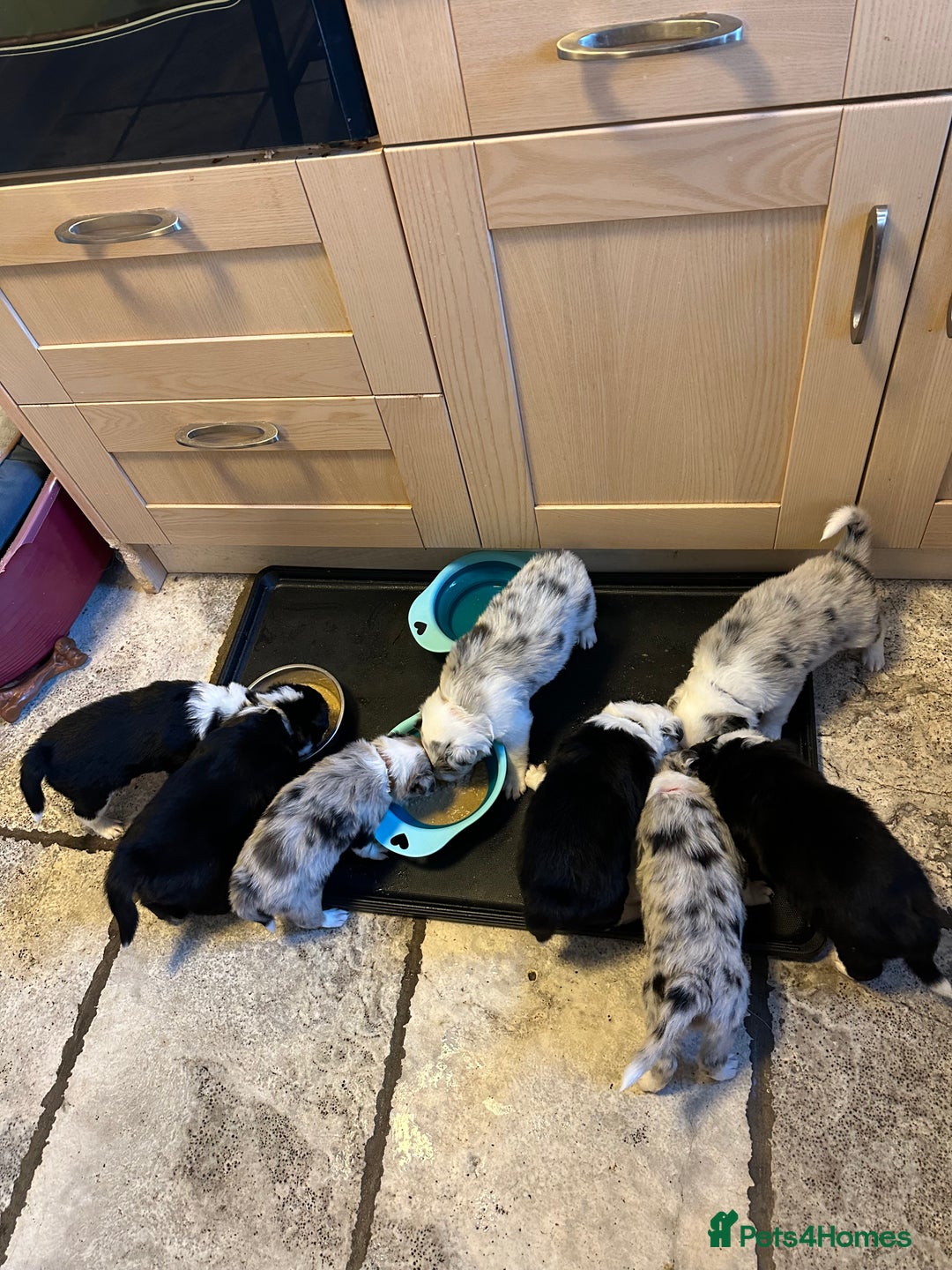 Border Collie dogs for sale: Beautiful litter of 8 border collies puppies - Advert 9