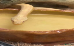 Corn Snake reptiles for sale: Corn snakes for sale - Image 13