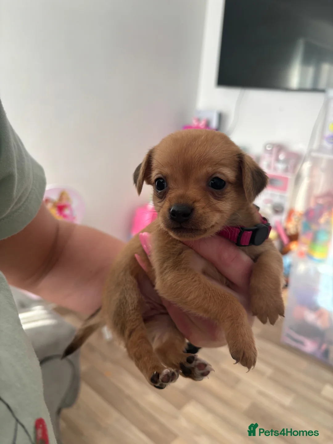 Mixed Breed dogs for sale: adorable chihuahua mix puppies - Advert 2
