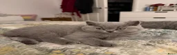 British Shorthair cats for sale: TICA registered champion bloodline BSH kittens - Advert 35