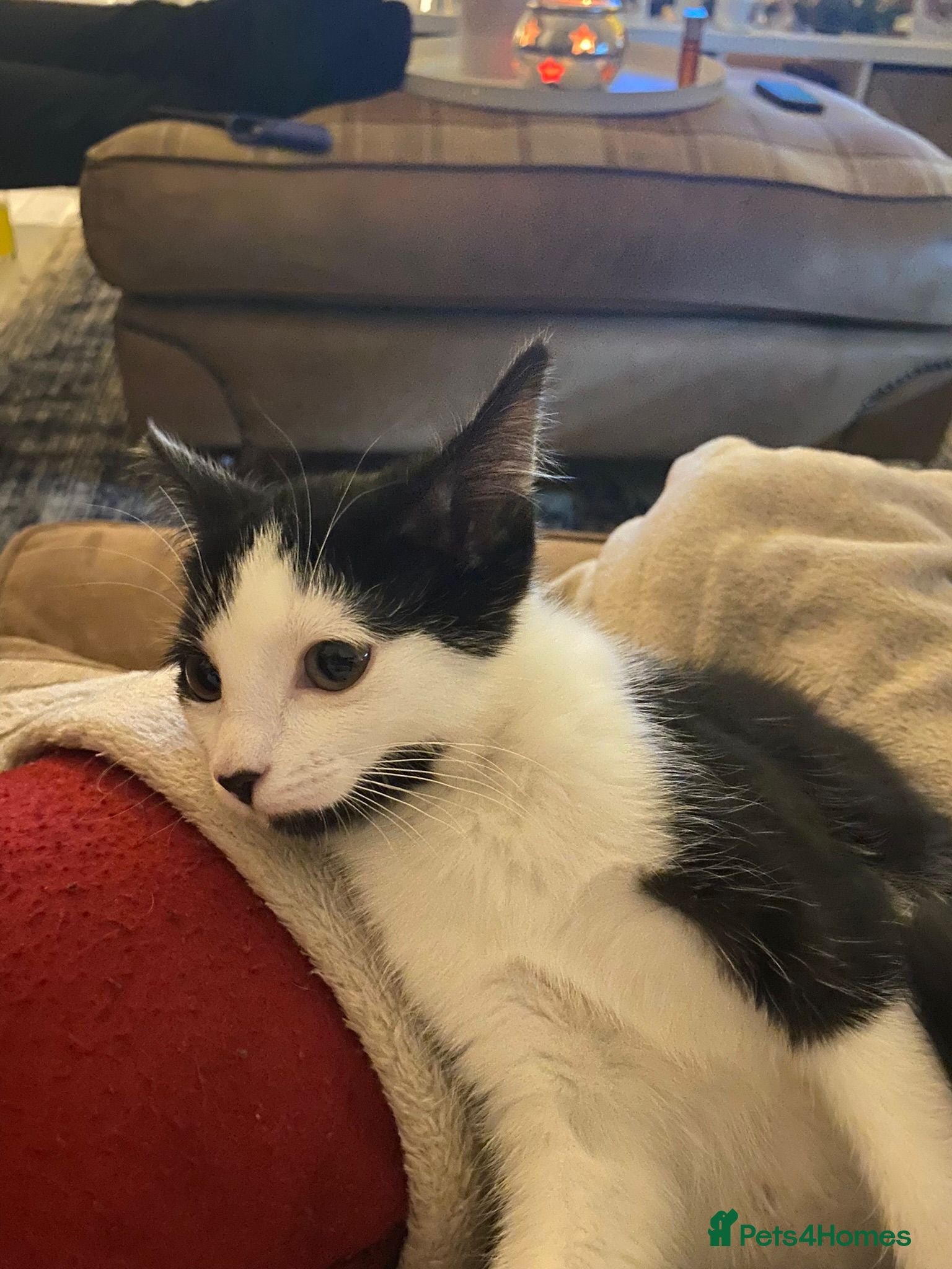 Mixed Breed cats Kitten needs new home asap - Advert 2