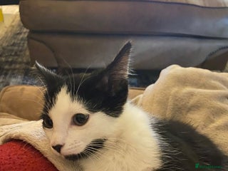 Mixed Breed cats Kitten needs new home asap - Advert 2