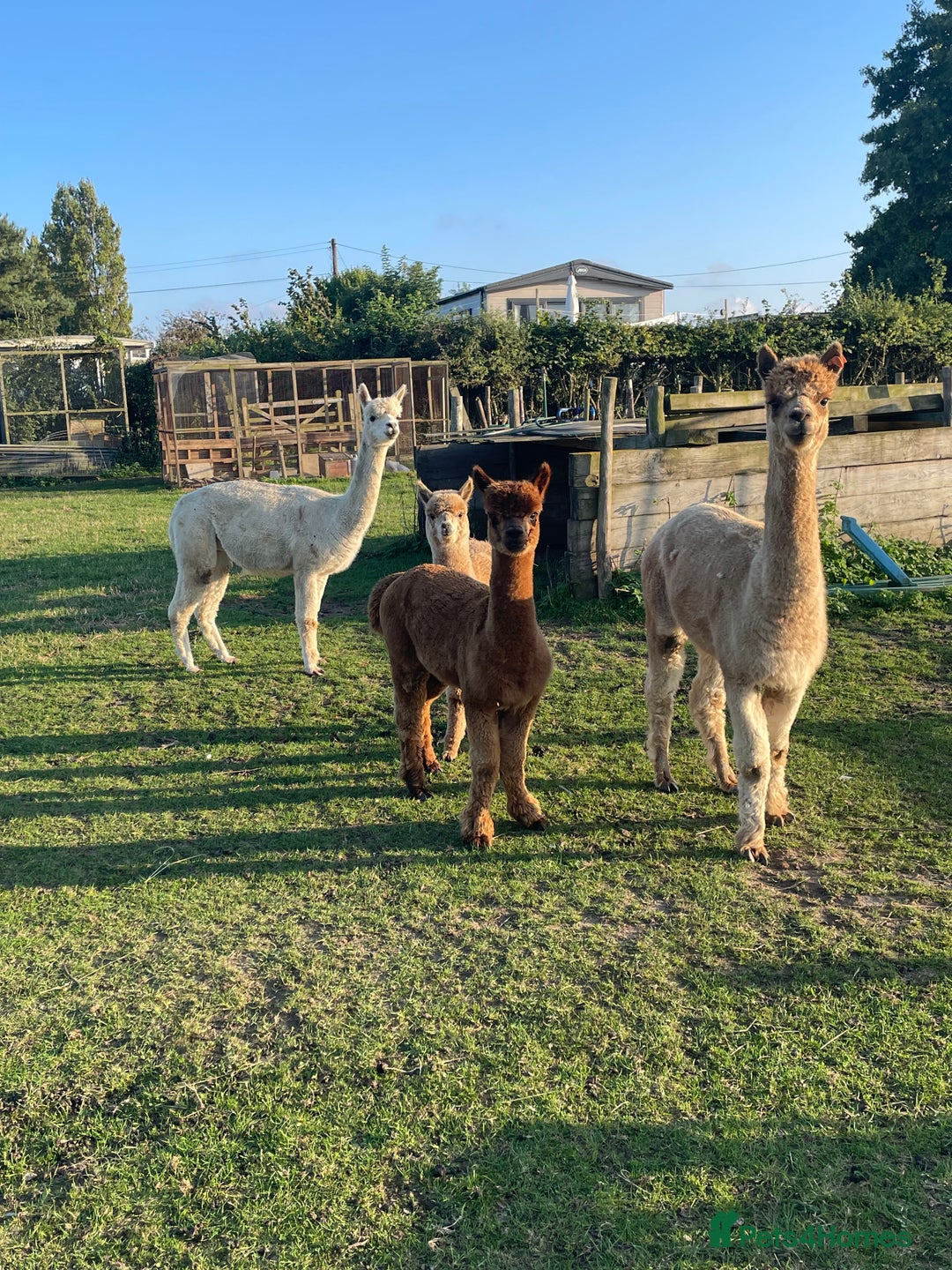 Alpaca livestock for sale: Handsome George  - Advert 2