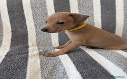 Italian Greyhound dogs for sale: Beautiful Italian Greyhound puppies - Image 13