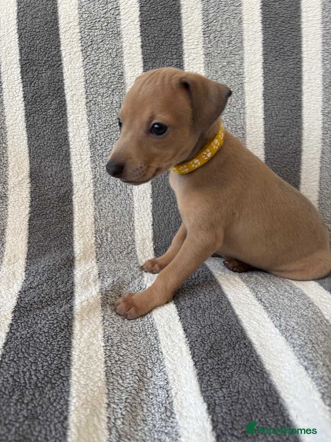 Italian Greyhound dogs for sale: Beautiful Italian Greyhound puppies - Image 13
