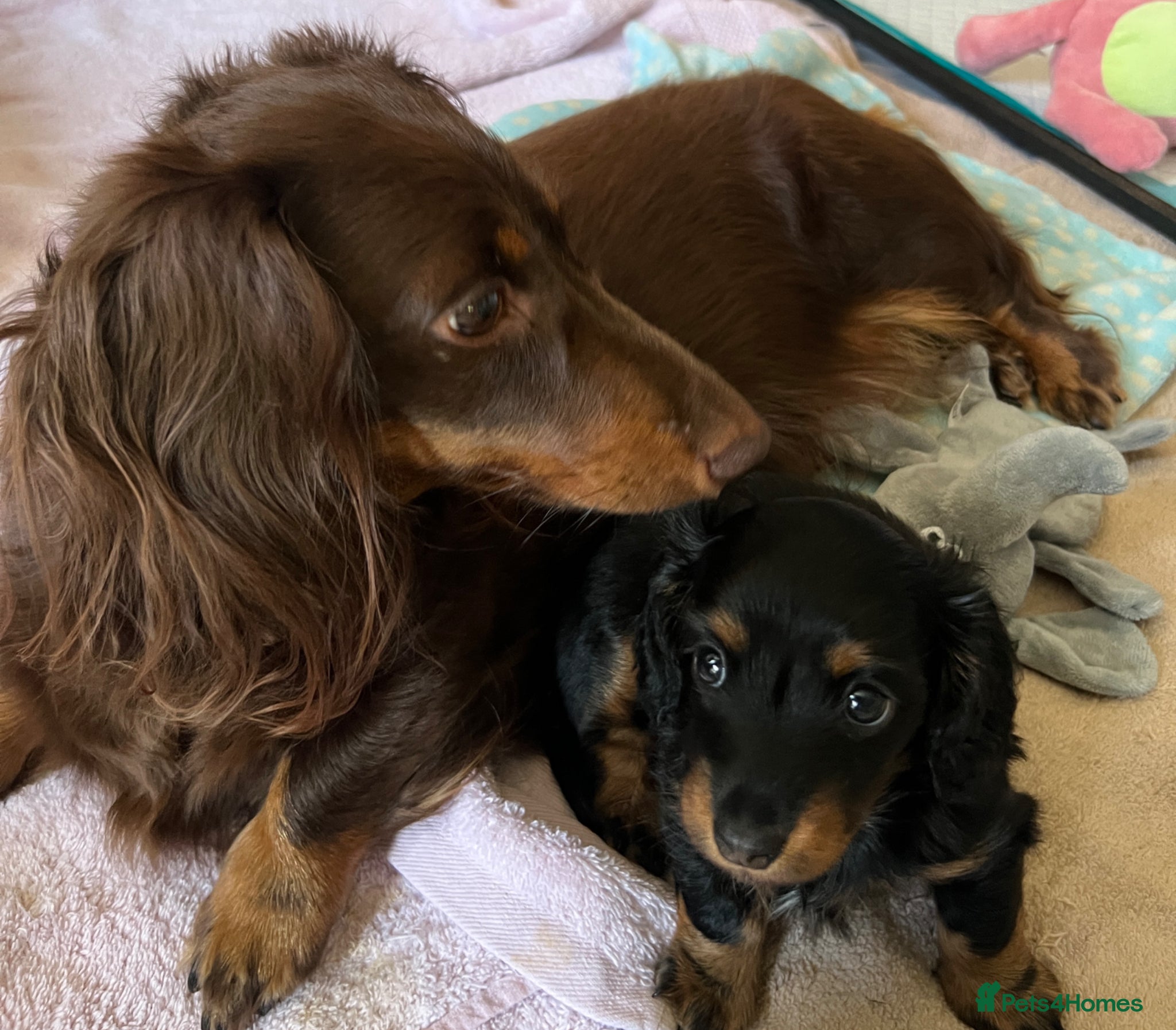 Miniature Dachshund dogs PICTURE PERFECT little girl  LONG HAIRED  - Advert 2