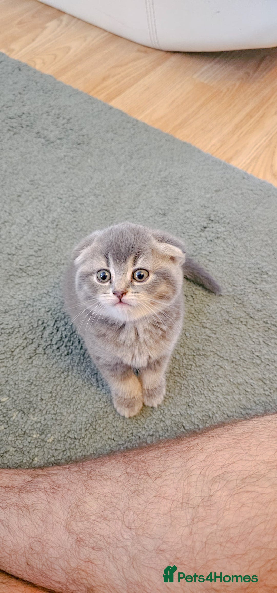 Mixed Breed cats for sale: Adorable Scottish Fold Kittens for sale - Image 2