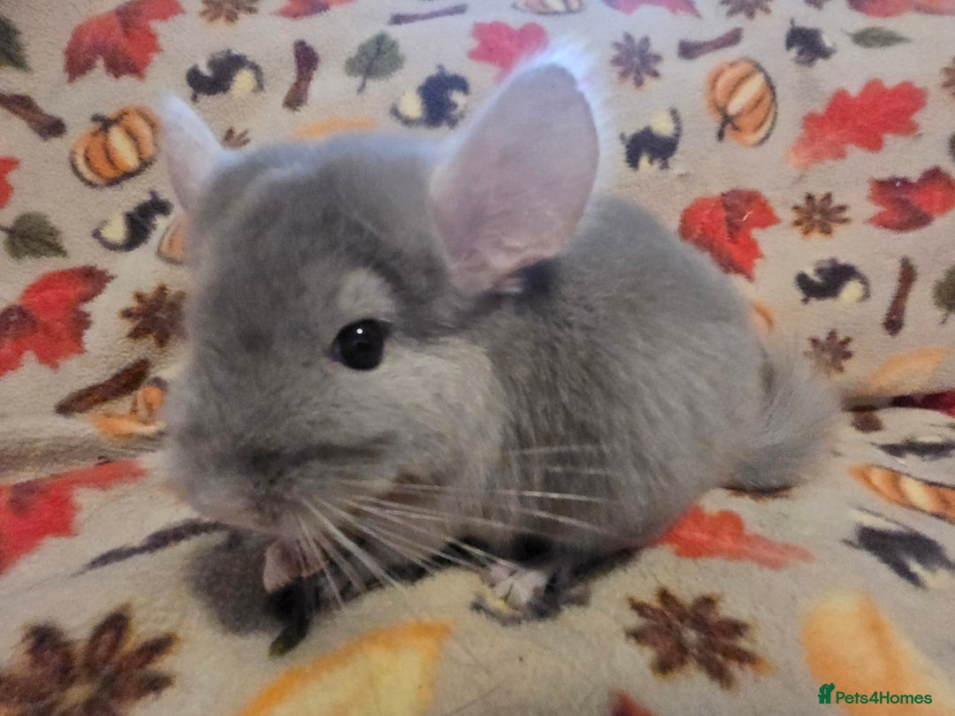 Chinchilla rodents for sale: Gorgeous Female Chinchilla  - Image 9