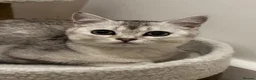 British Shorthair cats for sale: British short hair kitten  - Advert 3