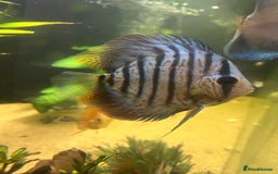 Discus fish for sale: Discus fish for sale - Image 4