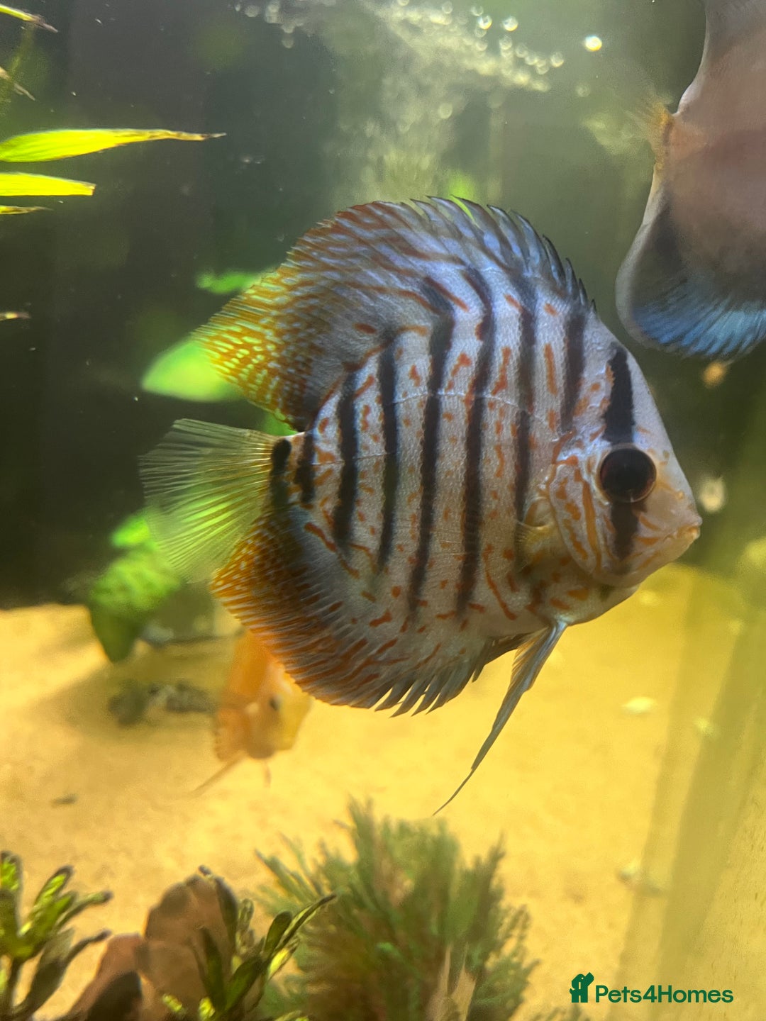 Discus fish for sale: Discus fish for sale - Image 4
