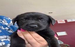 Labrador Retriever dogs for sale: Beautiful Labrador pups  - Image 22