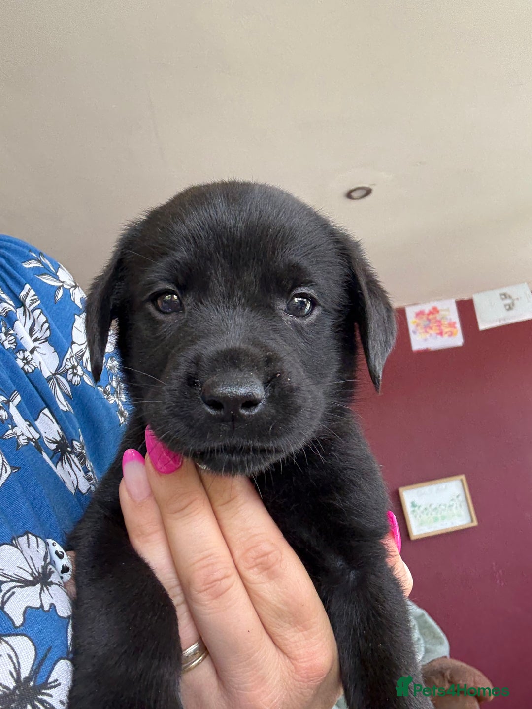 Labrador Retriever dogs for sale: Beautiful Labrador pups  - Image 22