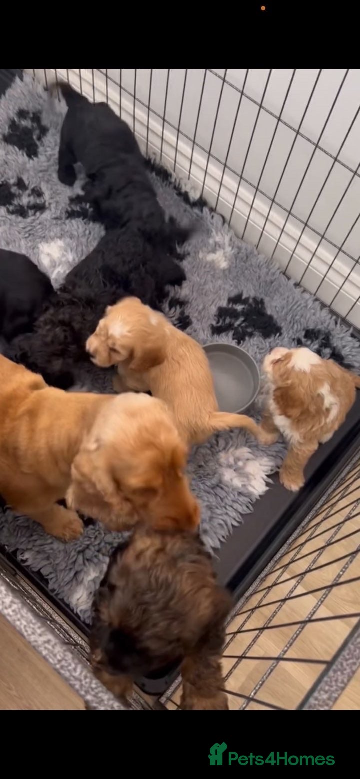 Cockapoo dogs F1 Cockerpoos ready now  - Advert 3