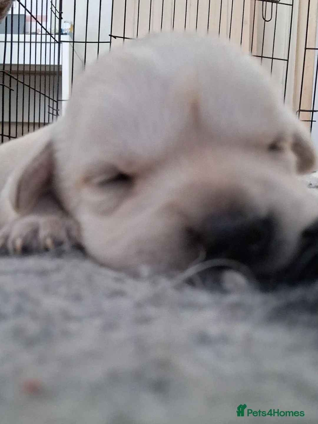 Labrador Retriever dogs for sale: CHUNKY CREAM LAB PUPPIES - Advert 4