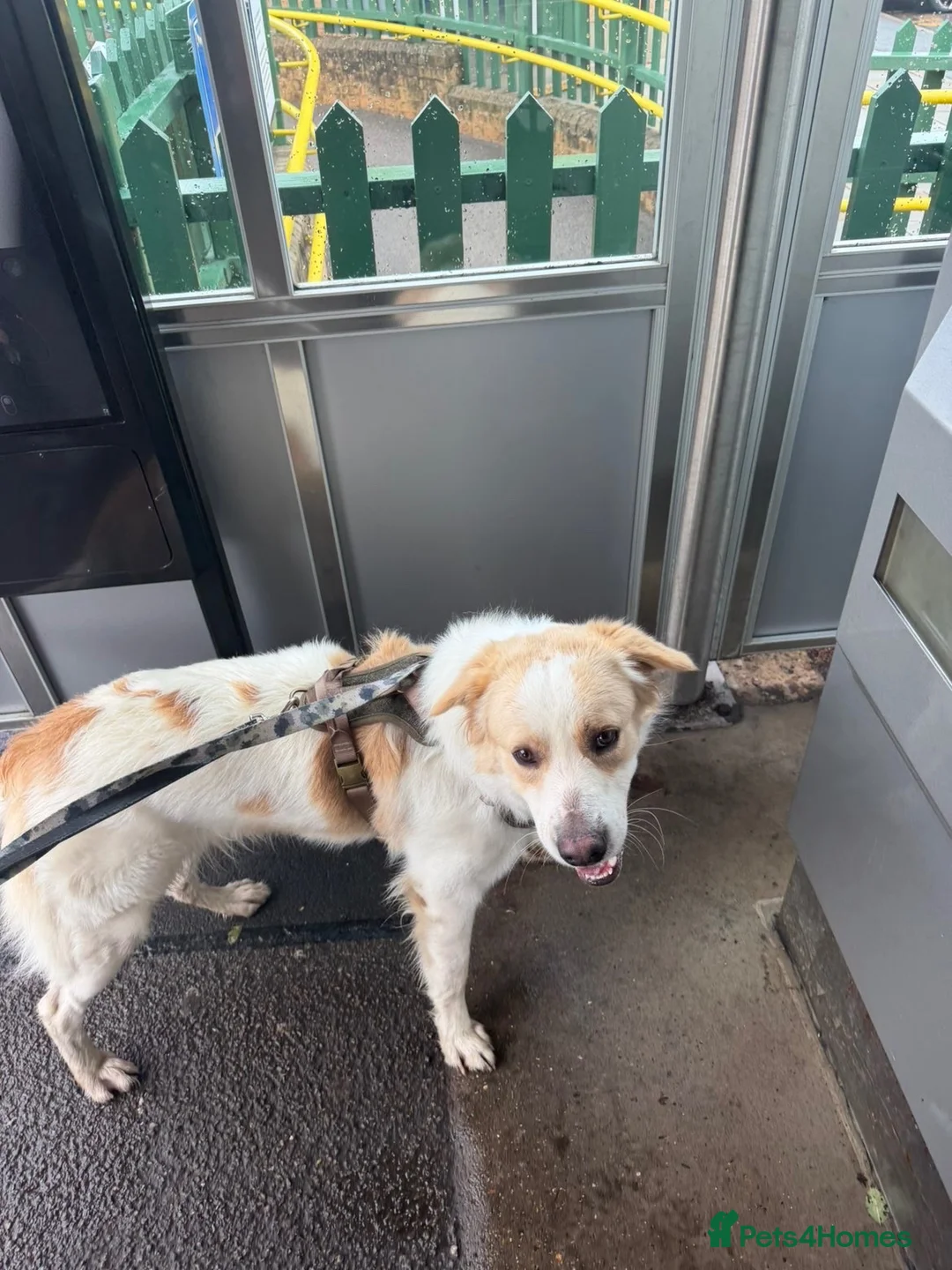 Mixed Breed dogs for sale: golden retriever mix - Advert 2
