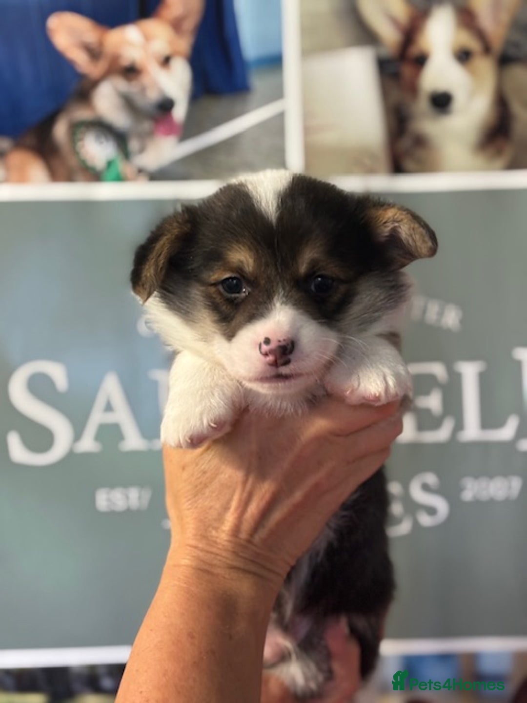 Welsh Corgi Pembroke dogs for sale: Tri coloured quality pedigree puppies available - Advert 7