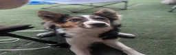 Border Collie dogs for sale: 6 month old male border collie  - Advert 7