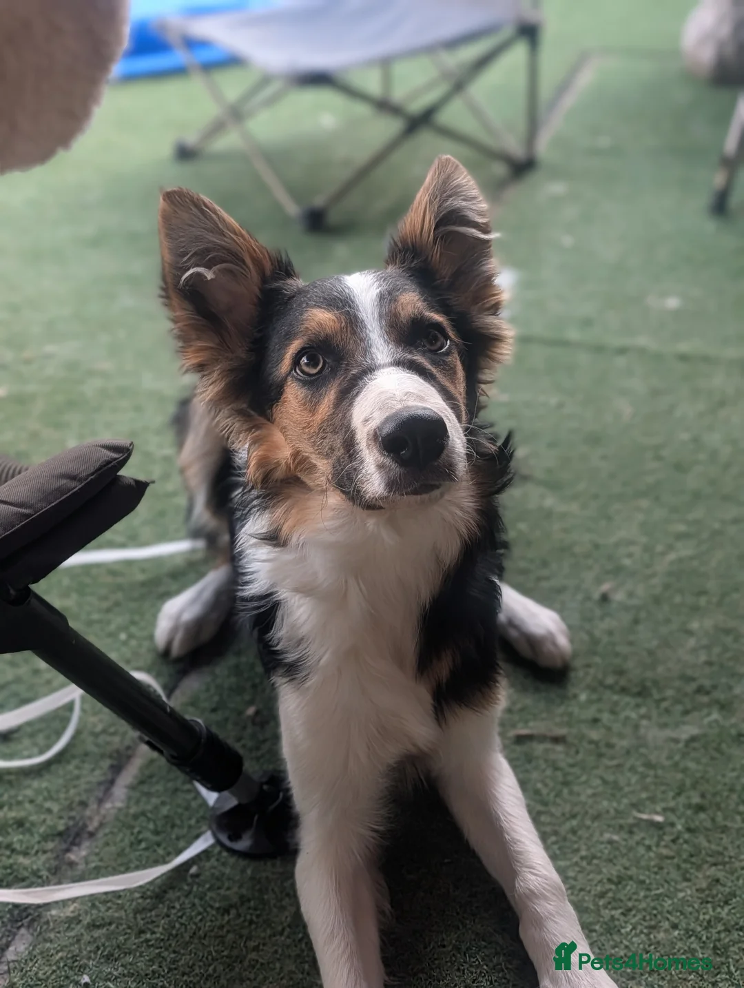 Border Collie dogs for sale: 6 month old male border collie  - Advert 7