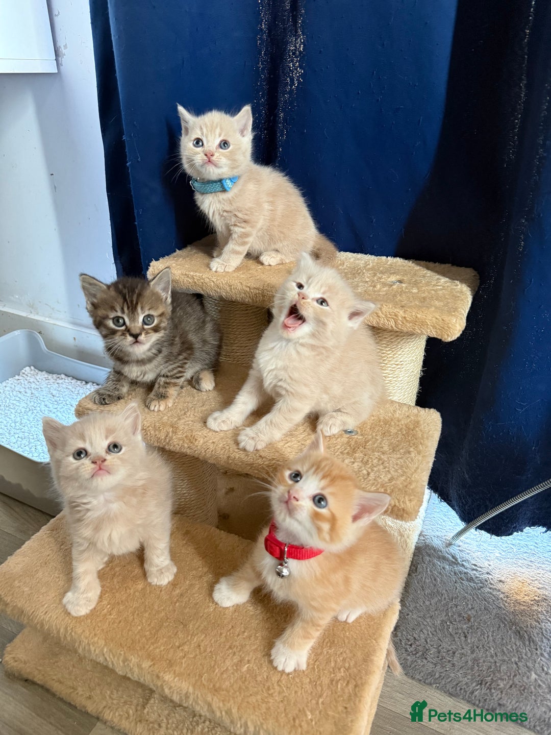 British Shorthair cats for sale: Beautiful half British shorthair kittens  - Image 2