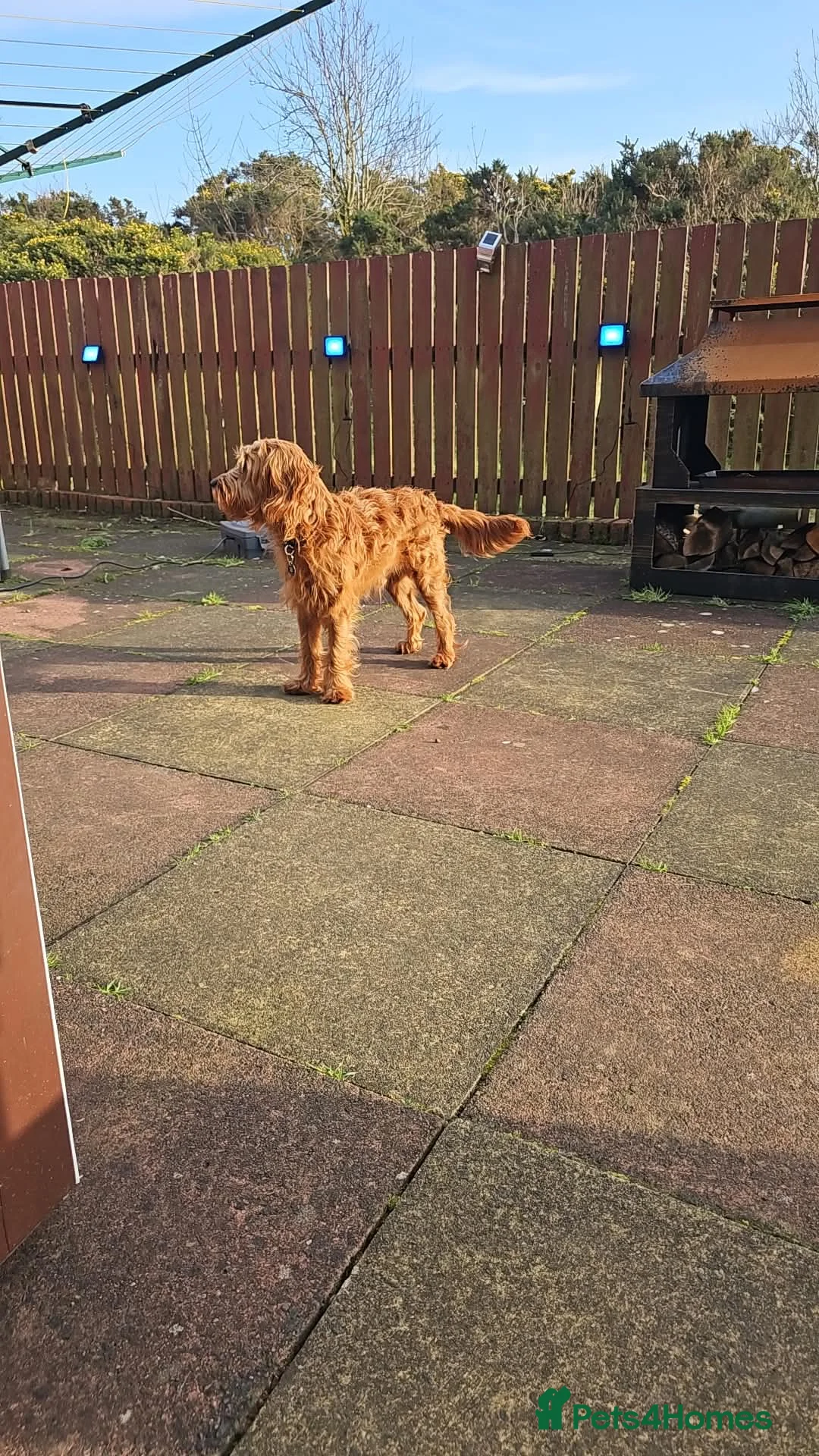 Cockapoo dogs for sale: F1 Fox Red Cockapoo in Port Glasgow - Advert 2