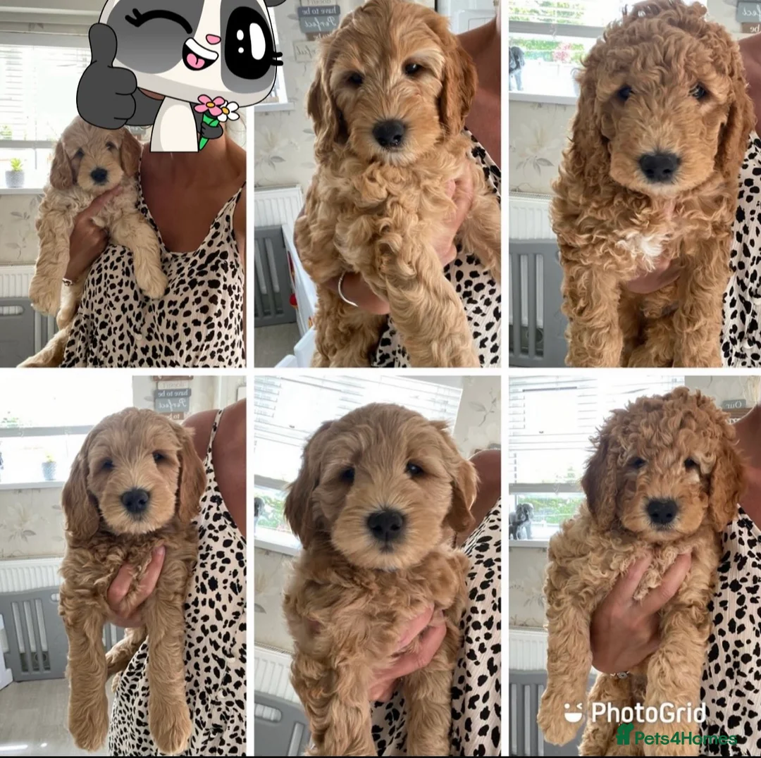 Labradoodle dogs for stud: Australian Labradoodle Stud (Health Tested) in Great Yarmouth - Advert 25