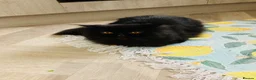 Persian cats for sale: Beautiful Black Smoke Persian - Advert 3