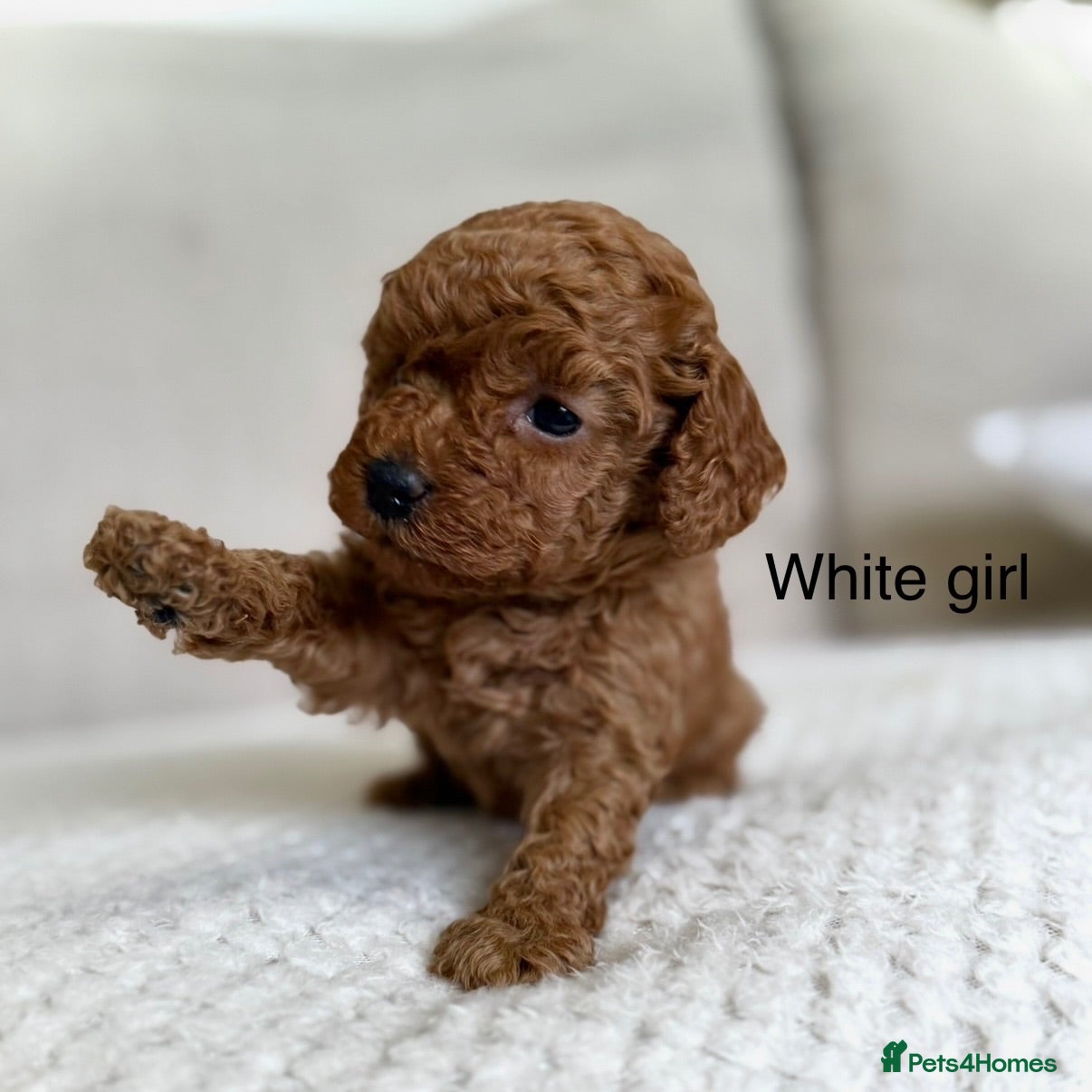 Cockapoo dogs BEAUTIFUL RED TOY COCKAPOO’S - Advert 13