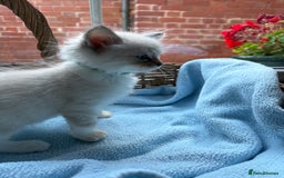 Ragdoll cats for sale: One gorgeous boy,  Luxury pedigree. - Image 22