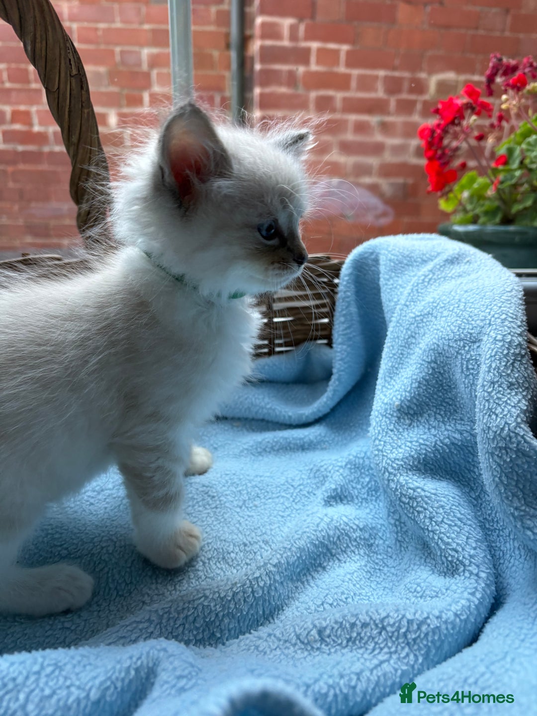 Ragdoll cats for sale: One gorgeous boy,  Luxury pedigree. - Image 22