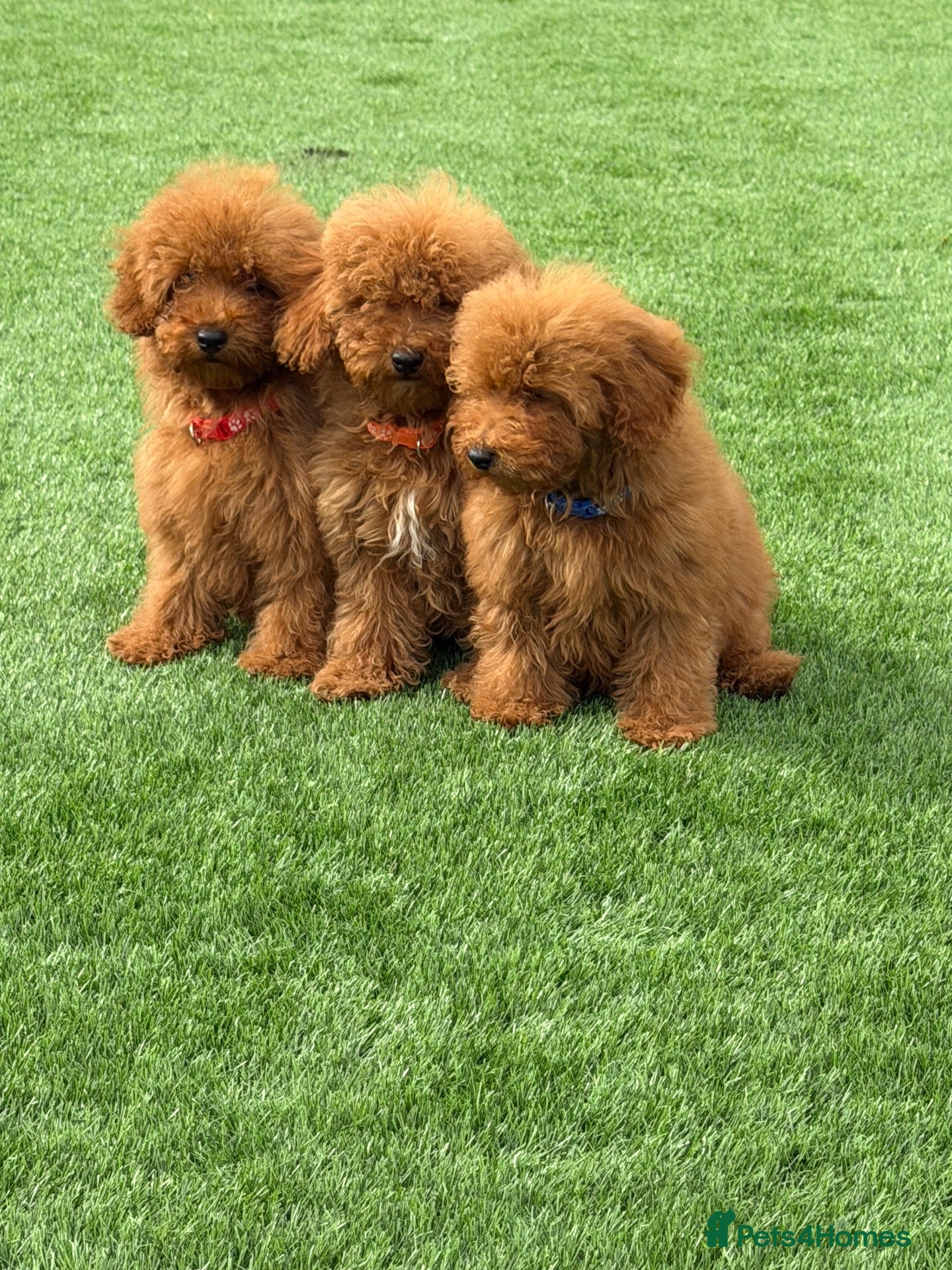 Toy Poodle dogs Toy poodle puppies - Advert 1