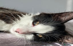 Domestic Shorthair cats for sale: Precious, loving 5 Month Kitten to be rehomed  - Image 3