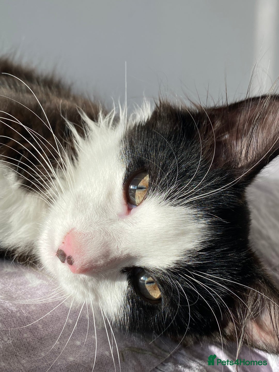 Domestic Shorthair cats for sale: Precious, loving 5 Month Kitten to be rehomed  - Image 3