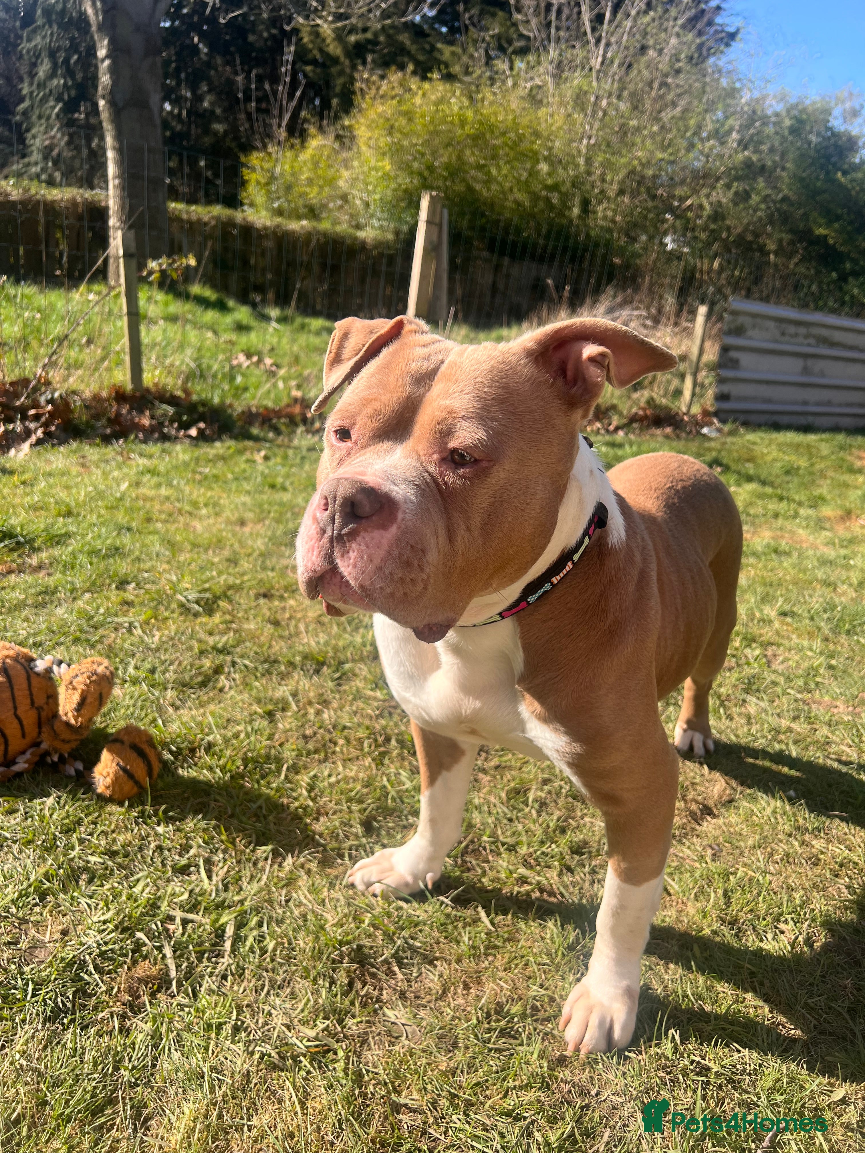 American Bully dogs Finesse  - Advert 1