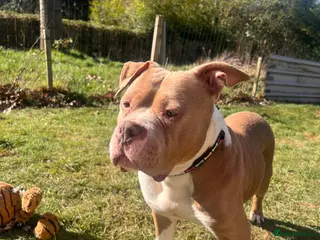 American Bully dogs Finesse - Advert 1