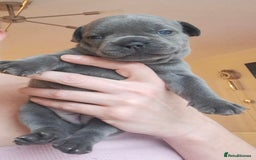 French Bulldog dogs for sale: Chunky french bulldog - Image 14