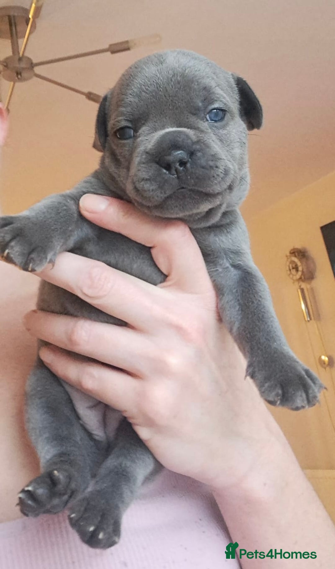 French Bulldog dogs for sale: Chunky french bulldog - Image 14