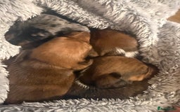 Miniature Dachshund dogs for sale: 2 handsome miniature dachshund puppies  - Advert 9